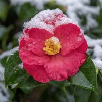 Winter Flowers Plant-stayplant.com