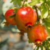 Ripe red pomegranate on a branch in natural conditions. Tropical fruits. Close-up