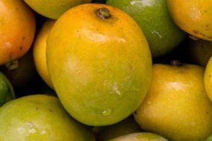 Delicious naturally ripened mangoes, green and yellowish sweet juicy mango or aam.
