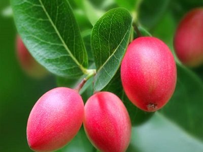 Crimson fruit of south asia known as koromcha