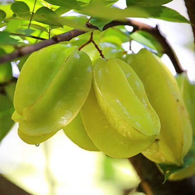 All Time Star Fruit Plant