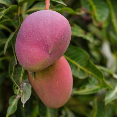 American Red Palmer Mango | Grafted Fruit Plant