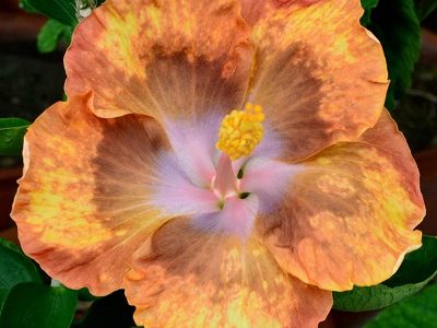 American Varitey- Hibiscus Flower Plant -21-stayplant.com