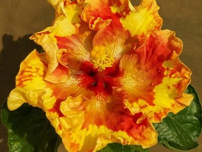 American Varitey- Hibiscus Flower Plant -22-stayplant.com