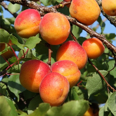 Americana-Tropical Golden Apricot Grafted Fruit Plant