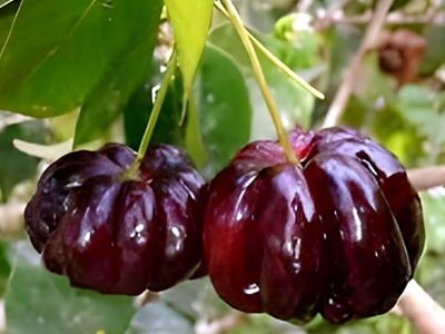 Black Surinam Cherry Fruit Plant-01-stayplant.com