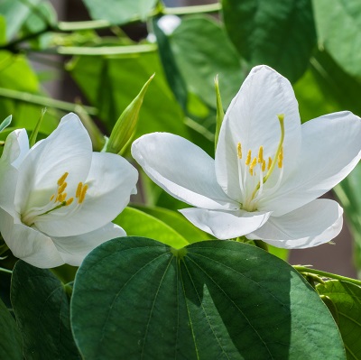 Bauhinia acuminata (Kanchan) Flower Plant-White