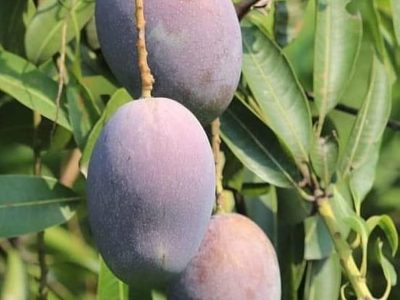 Kasturi mango-01-stayplant.com