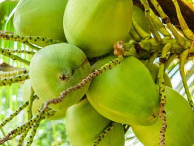 Coconuts on the tree