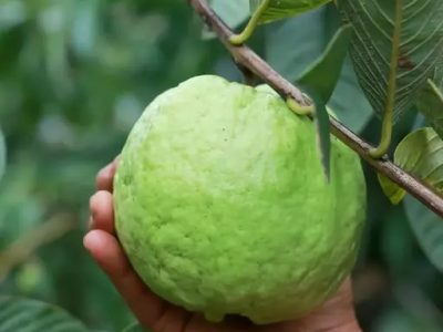Thai-7 Gauva Grafted Fruit Plant-01-stayplant.com