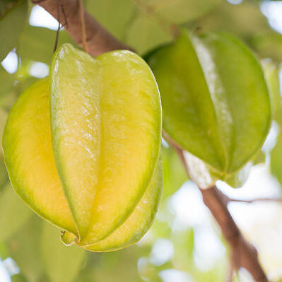 Thai-Varitey Star Fruit Plant