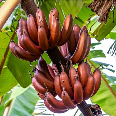 Tissu Cultures Red Banana Fruit Plant