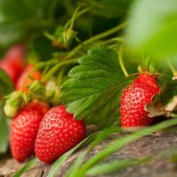 Fruits Plant