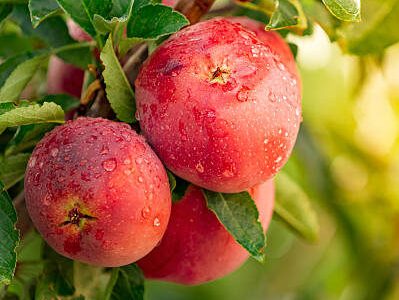 Apple tree with red apples in sunlight