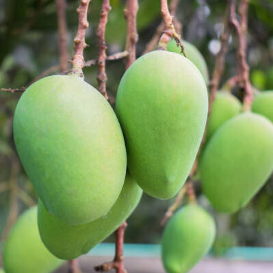 Langra Mango Fruit Plant