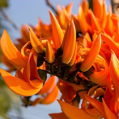 Red Palash (Butea monosperma) All Time Flowering Plant