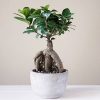bonsai ginseng or ficus retusa also known as banyan or chinese fig tree