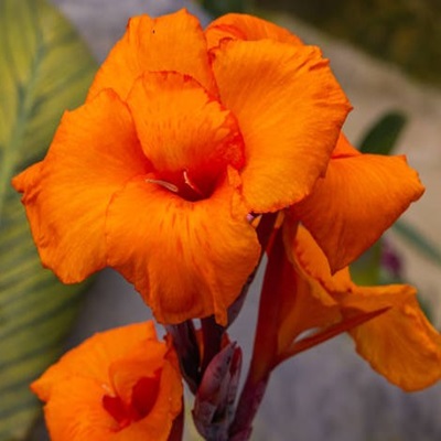 Canna Indica Orange Flower Plant