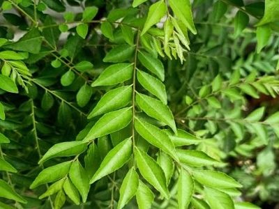 Close up of curry leaf tree plant