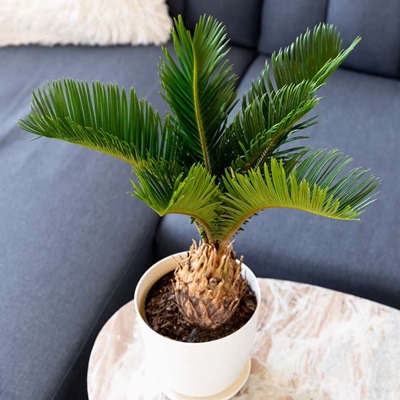Cycus Plam Plant
