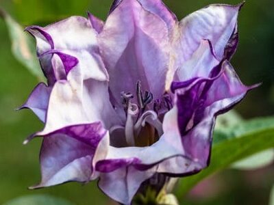 Datura double purple flower close up. Suitable for writing with blurry background. Can be used in nature and flower themed studies.