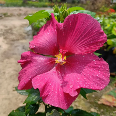 Land Lotus Flower Plant (Pink)
