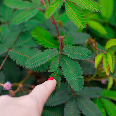 Mimosa Pudica – Sensitive Plant