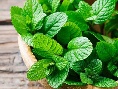 Green fresh mint om the wooden table, selective focus