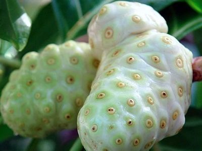 Nema-Noni Fruit Plant-04-stayplant.com