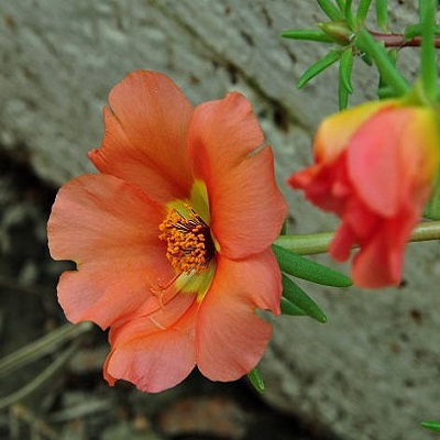 Portulaca plant (Hanging plant)