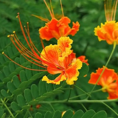 Peacock (Radhachura) Flower Plant – Red