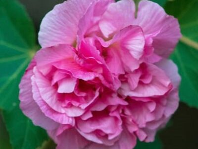 Confederate Rose Blossom Hibiscus mutabilis