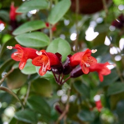 Lipstick plant