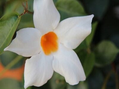 Close up on a white Mandevilla flower, background of blurred green leaves, Mandevilla boliviensis, belongs to the Apocynaceae family.