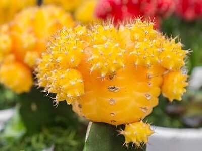 Row of red grafted moon cactus on display at local market