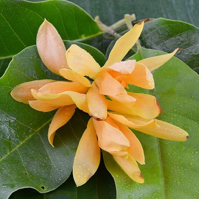 Swarna Chapa - Magnolia Champaca Flowers Plant