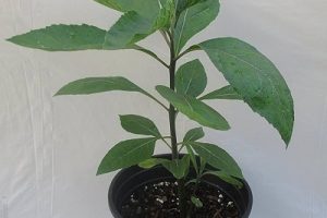 vernonia amygdalina2-stayplant.com