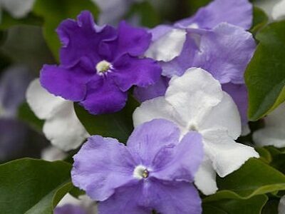 "Yesterday, Today, and Tomorrow" (Brunfelsia pauciflora) has flowers that open dark purple, then fade to lavender the next day, and finally to white the day after. It grows to a fairly large bush in southern California. Also known as the Brazilian raintree. It's actually somehow related to tomatoes (!).
