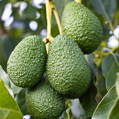 Avocado Grafted Fruit Plant