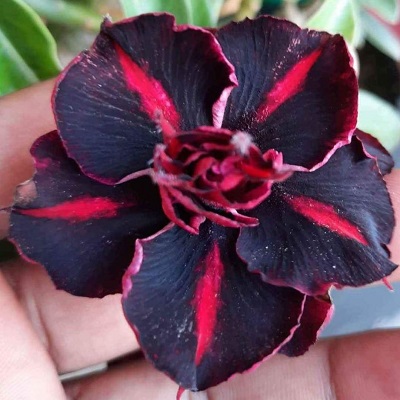 Adenium Live plant (Grafted)