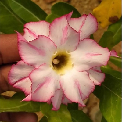 Adenium Live plant (Grafted)