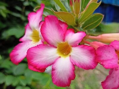 IMG-20231119-WA0062