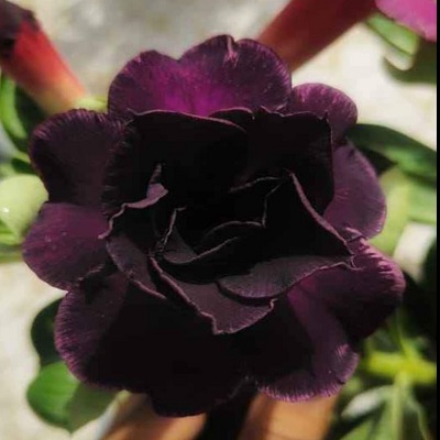 Adenium Rose Variety Live plant (Grafted)
