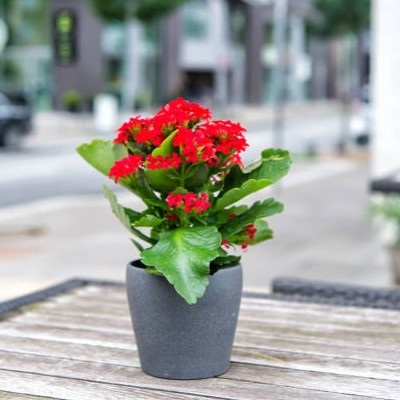 Kalanchoe plant