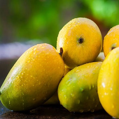 Sita bhog mango-Grafting plant