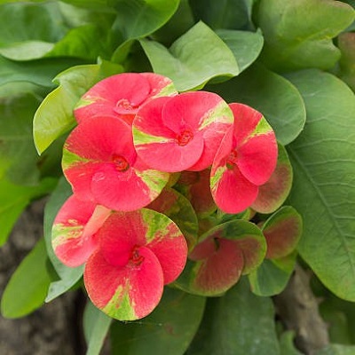 Euphorbia milii flower plant