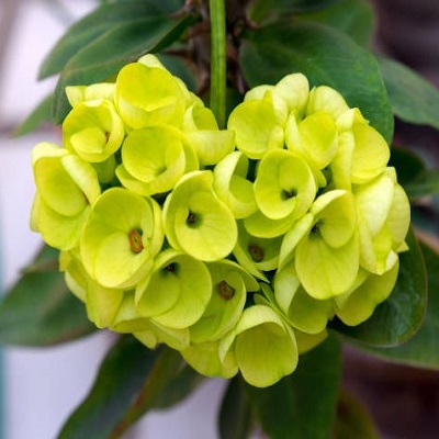 Euphorbia milii flower plant