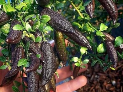 Black Finger Lamon-01-stayplant.com
