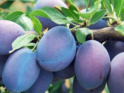 Fresh blue plums on branch