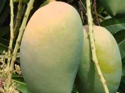 Gobindobhog mango-02-stayplant.com
